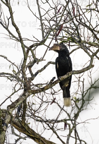 Silver-cheeked hornbird (Bycanistes brevis), adult female, horned raven sitting on a branch, Amani