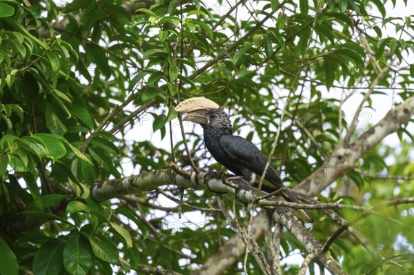 Silver-cheeked hornbird (Bycanistes brevis), adult male, horned raven sitting on a branch, Amani