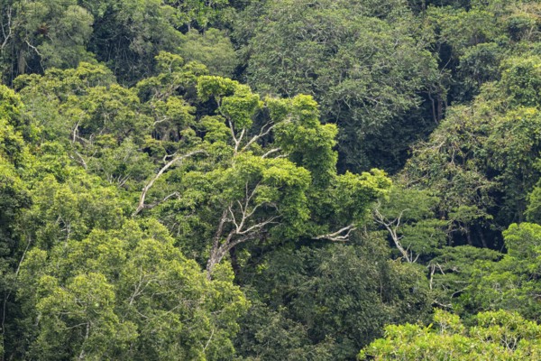 Rainforest treetops, cloud forest, Amani Nature Forest Reserve, Eastern Usambara Mountains, Tanga,