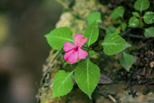 Flower with pink blossom (Impatiens usambarensis), in the rainforest, Amani Nature Forest Reserve,