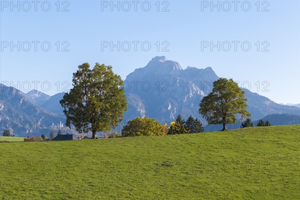 Three trees in a meadow with a mountain in the background under a clear sky, Neuschwanstein, near
