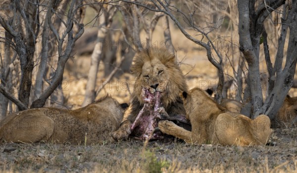 Lion (Panthera Leo) with kill, pack eats captured buffalo, adult male eats on the carcass, Moremi