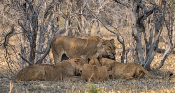 Lion (Panthera Leo) with kill, pack eats captured buffalo, adult female stands behind, Moremi Game