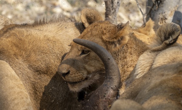 Lion (Panthera Leo) with kill, pack eats captured buffalo, young lion on the head of the carcass,