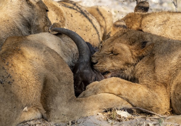 Lion (Panthera Leo) with kill, pack eats captured buffalo, young lion eats on the head of the