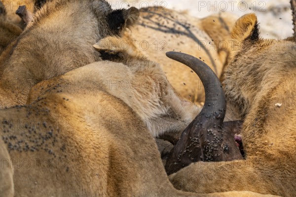 Lion (Panthera Leo) with kill, pack eats captured buffalo, horn on the head of the carcass, Moremi