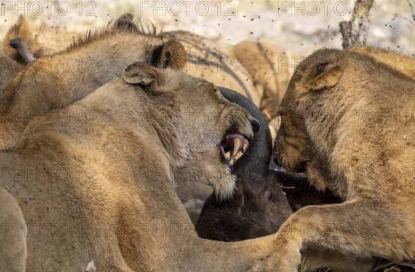 Lion (Panthera Leo) with kill, pack eats captured buffalo, lioness and young lion feed on the head