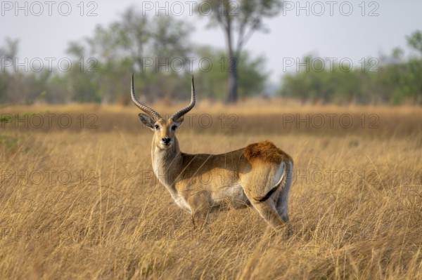 Letschwe or litchi bog antelope (Kobus leche), adult male, in tall dry grass, Okavango Delta,