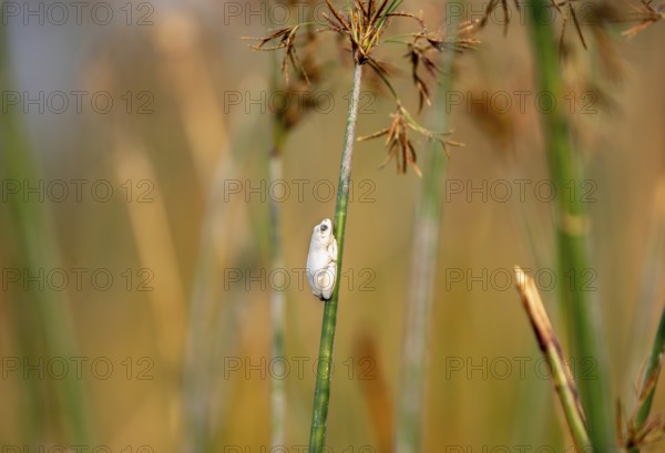 Marbled Reed Frog (Hyperolius marmoratus), white frog sitting on a papyrus, Xakanaxa Lagoon,