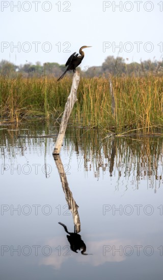 African Darter (Anhinga rufa) sitting on a dead tree in the river, with reflection, Thamalakane