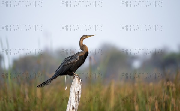 African Darter (Anhinga rufa) defecating, crapping, sitting on a dead tree, Thamalakane River,
