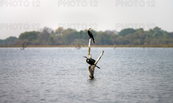 African Darter (Anhinga rufa), two birds sitting on a dead tree in the river, Thamalakane River,
