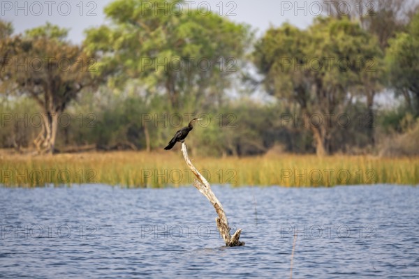 African Darter (Anhinga rufa) sitting on a dead tree in the river, Thamalakane River, Okavango