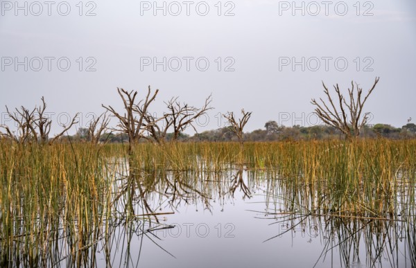 River with river grass and papyrus, dead trees in the river, Thamalakane River, Okavango Delta,