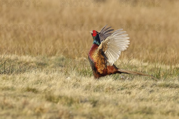 Pheasant, hunting pheasant (Phasianus colchicus), adult male bird courting in a meadow, area
