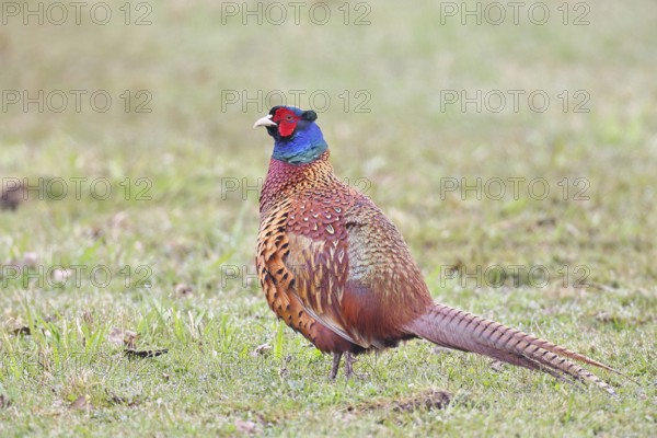 Pheasant, hunting pheasant (Phasianus colchicus), adult male bird in a meadow, wildlife, lembruch,