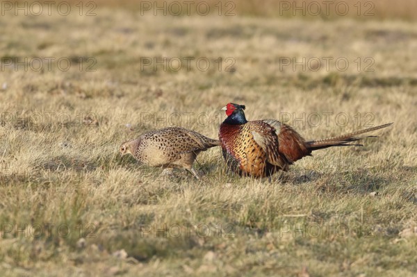 Pheasant, hunting pheasant (Phasianus colchicus), adult male bird with hen in a meadow, wildlife,