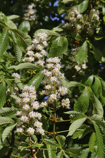 Horse chestnuts (Aesculus hippocastanum), flower, inflorescence on a tree, Wilnsdorf, North