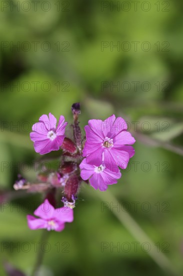 Red carnation (Silene dioica), close-up of a flower in a meadow, Wilnsdorf, North Rhine-Westphalia,