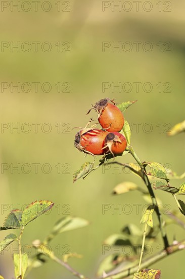 Ripe rose hip fruit of the dog rose (Rosa canina) on a branch, close-up, Wilnsdorf, North