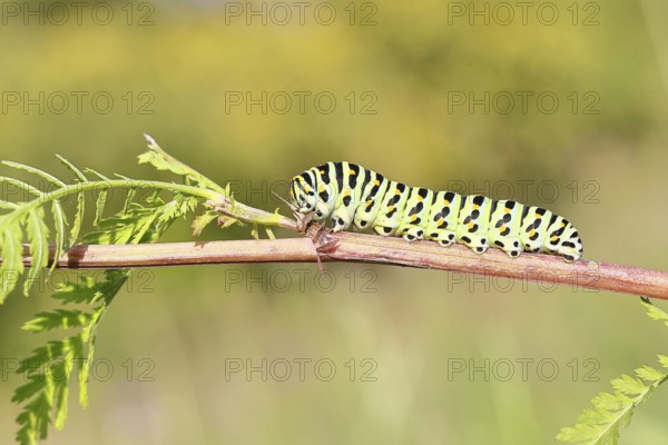 Swallowtail caterpillar (Papilio machaon), caterpillar sitting on wild carrot (Daucus carota),