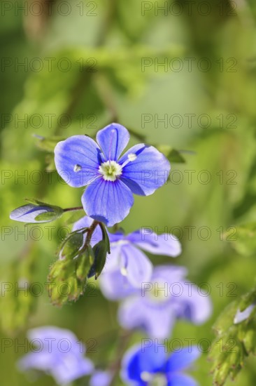 Gamander Speedwell (Veronica chamaedrys), loyal to men, blossoms in a deciduous forest, blue