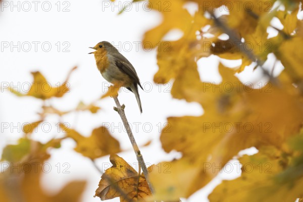 A robin (Erithacus rubecula) sings on a branch between glowing autumn leaves in warm light, Hesse,