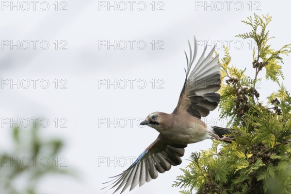A jay (Garrulus glandarius) flies off the branch of a yew (Taxus baccata), its wings wide open