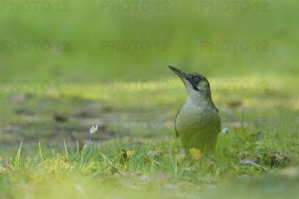 A green woodpecker (Picus viridis) stands in the grass next to a daisy surrounded by soft greenery,