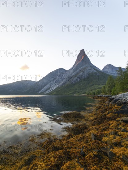 Fascinating view of Stetind in the morning light with seaweed on the shore