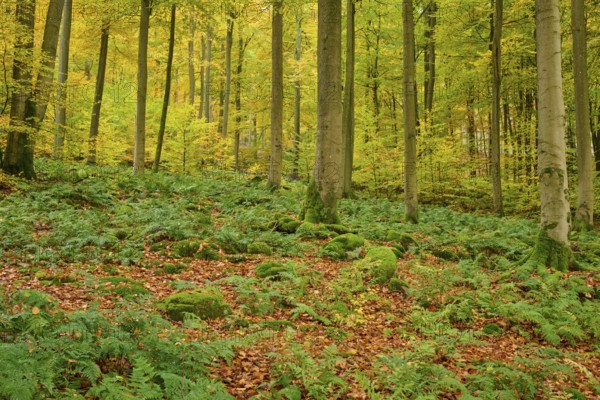 Autumn forest with dense fern growth and tall trees, under moss-covered terrain, autumn, Spessart,