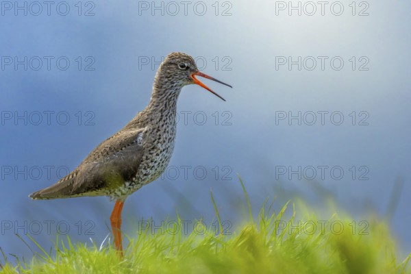 Redshank (Tringa totanus) makes warning calls from its elevated sitting area, Grimsey Island,