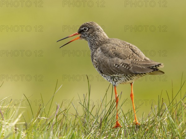 Redshank (Tringa totanus) is calling in its territory, Grimsey Island, Iceland