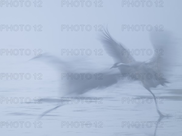 Crane (Grus grus), two cranes taking off to fly from a shallow water zone of a lake, motion blur,