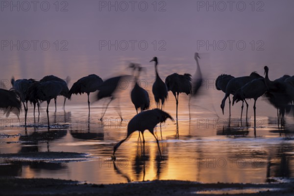Crane (Grus grus), cranes standing in the shallow water zone of a lake in warm, orange morning