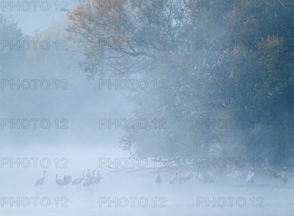 Crane (Grus grus), cranes standing in the shallow water zone of a lake, forest, morning fog, clouds