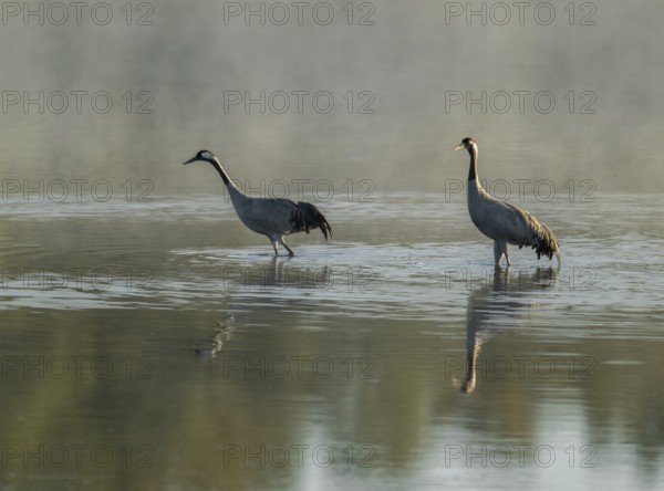 Crane (Grus grus), two cranes standing in the shallow water zone of a lake early in the morning,