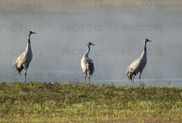 Crane (Grus grus), three cranes standing on a wet meadow in a wetland in front of a body of water,