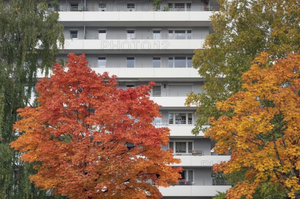 Autumn-colored maples (Acer), in front of high-rise building with concrete balconies, Kempten,