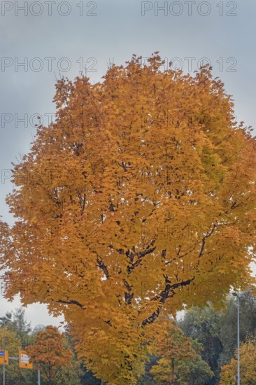 Autumn-colored maples (Acer), Kempten, Swabia, Bavaria, Germany