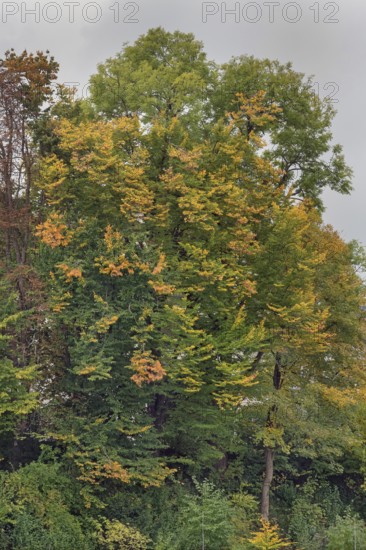 Autumn-coloured deciduous trees, Kempten, Swabia, Bavaria, Germany