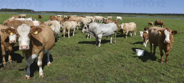Cattle, on a pasture on the Prerower Strom on the Darß peninsula, Mecklenburg-Western Pomerania,
