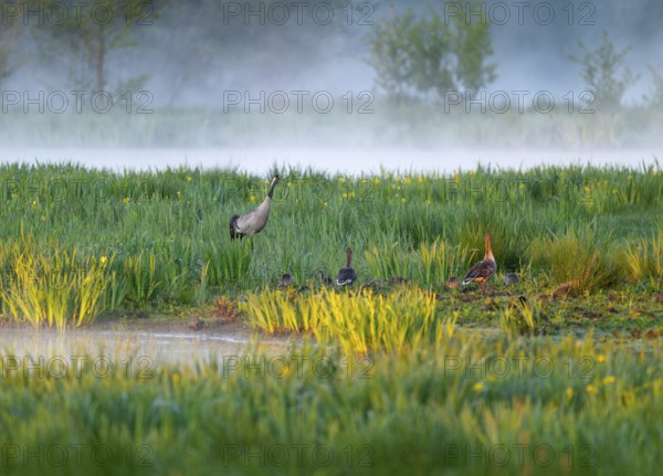 Crane (Grus grus) stands in a wetland, wet meadow with swamp iris (Iris pseudacorus), blooming,