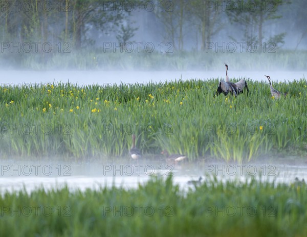 Crane (Grus grus), cranes courting in a wetland, wet meadow with swamp iris (Iris pseudacorus),