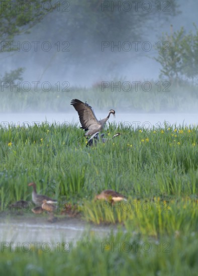 Crane (Grus grus), cranes near the copula, mating, in a wetland, wet meadow with marsh iris (Iris