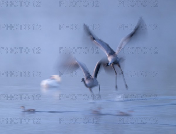 Crane (Grus grus), two cranes flying over a shallow water zone of a lake in morning light, motion