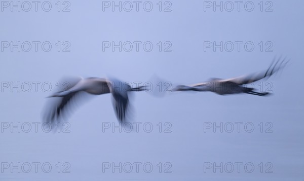 Crane (Grus grus), two cranes flying in morning light, motion blur, long exposure, moving, mopping