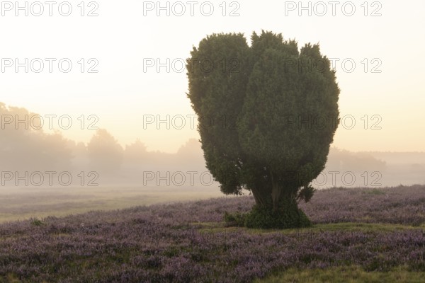 Enchanting morning atmosphere in August with fog in the blooming Lüneburger Heide near