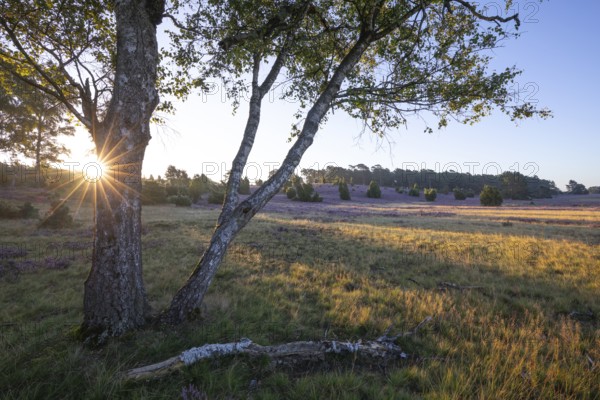 Golden sunbeams over the blooming Lüneburger Heide near Niederhaverbeck. Birch tree with sun star