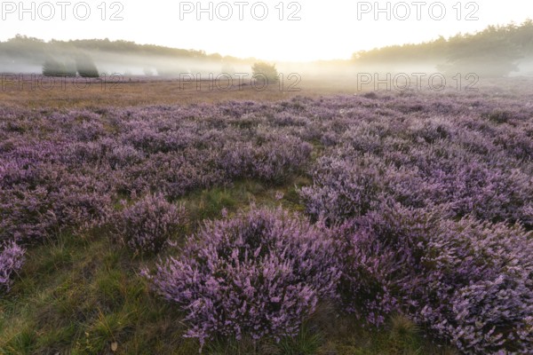 Enchanting morning atmosphere in August with fog in the blooming Lüneburger Heide near
